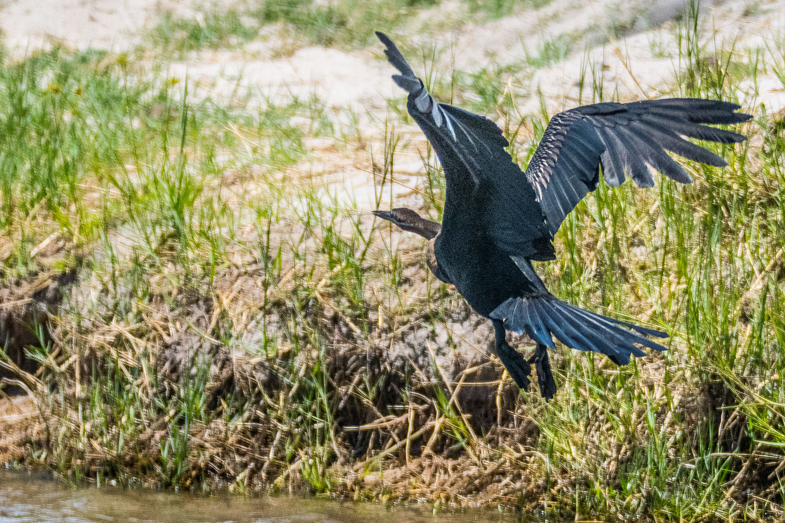 Anhinga d'Afrique (African darter, Anhinga rufa), envol d'une femelle adulte, Chobe National Park, Botswana-6437